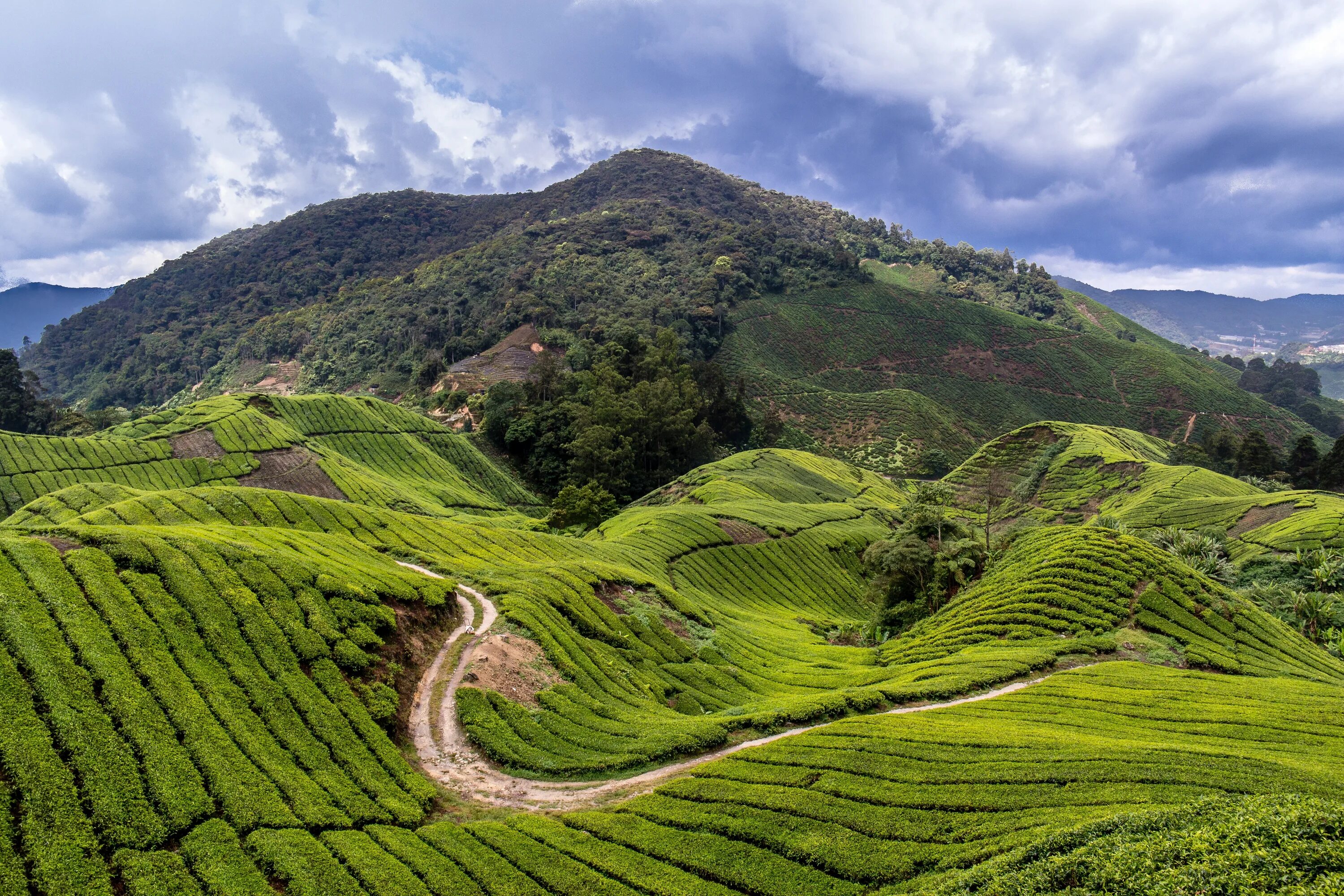 Виды плантаций. Камерон Хайлендс Малайзия. Нагорье Кэмерон, Малайзия. Китай Юньнань чайные плантации. Нагорье Камерун Малайзия.