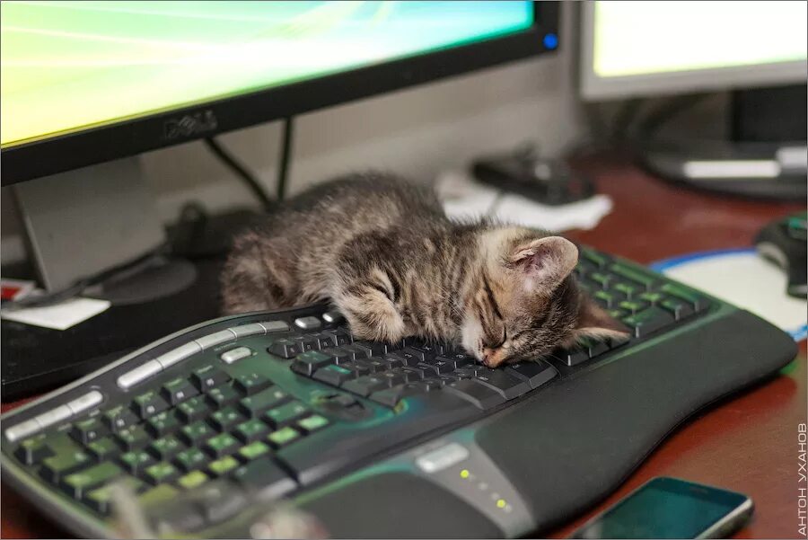 Котики игра устали