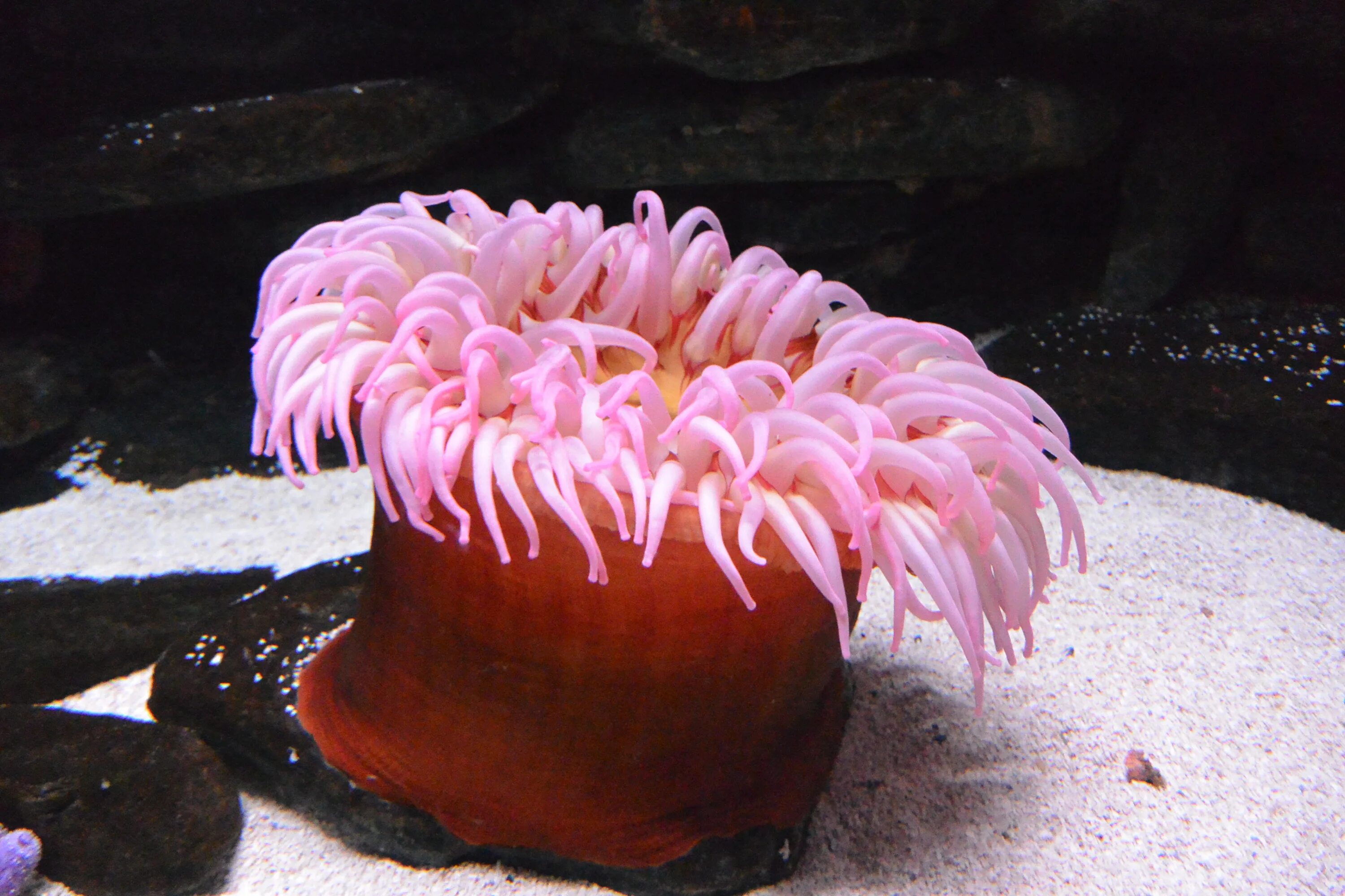 Тибетский морской цветок. Коралловые полипы актинии. Морская анемона актиния. Актиния Кишечнополостные. Морская гвоздика актиния.
