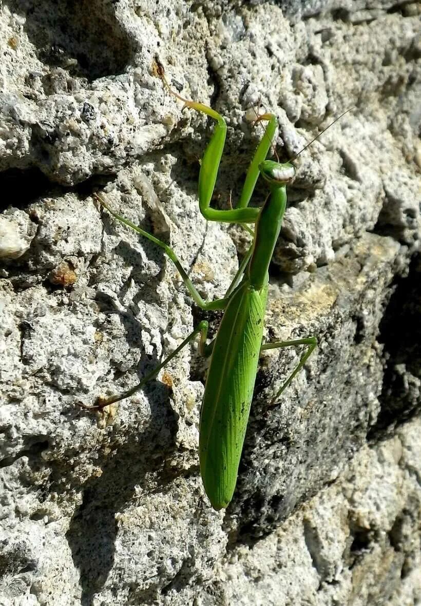 Жук богомол. Богомол обыкновенный (Mantis religiosa). Богомолы Мантис зелёный. Гетерохета Восточная богомол. Ландышевый богомол.