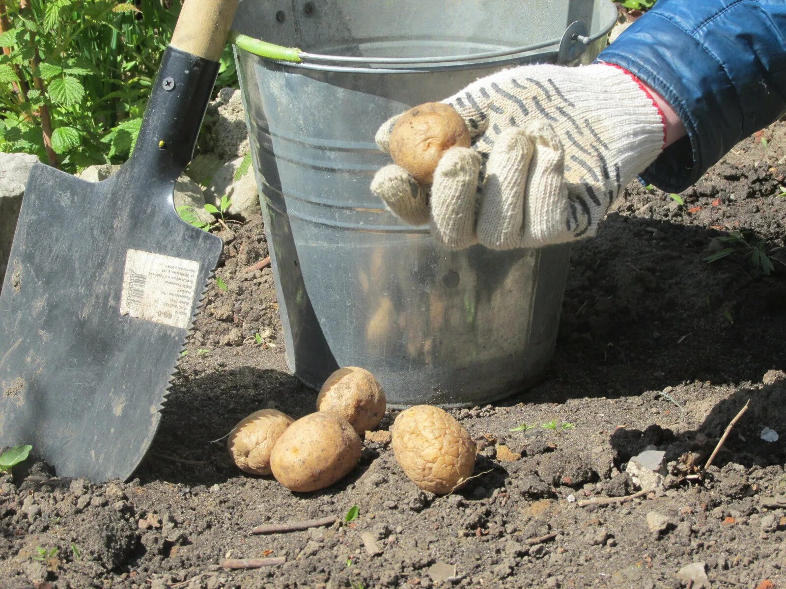 Посадка картошки. Приспособление для посадки картофеля. Приспособы для сажания картошки. Размер картошки для посадки.