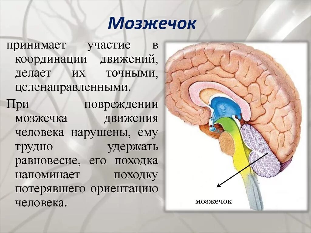 Что отвечает за действия человека