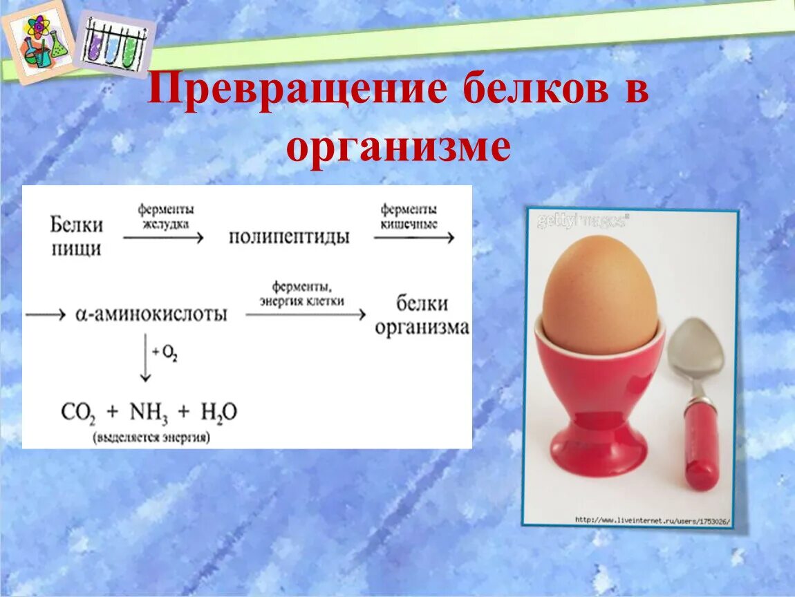 Превращение белков в пище. Превращение белков в организме. Превращение белков пищи в организме. Преобразование белков в организме. Превращение и функции белков в организме.