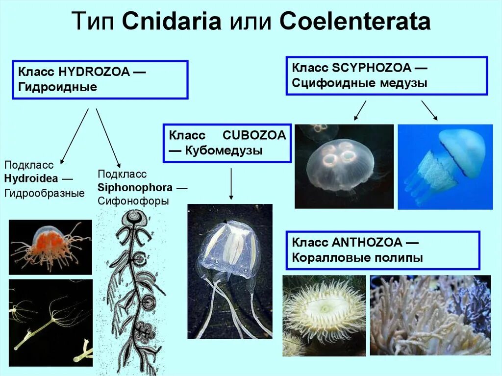 Многообразие кишечнополостных. Гидроидные (Hydrozoa). Scyphozoa (Сцифоидные). Кишечнополостные полипы и медузы. Гидроидные медузы представители.