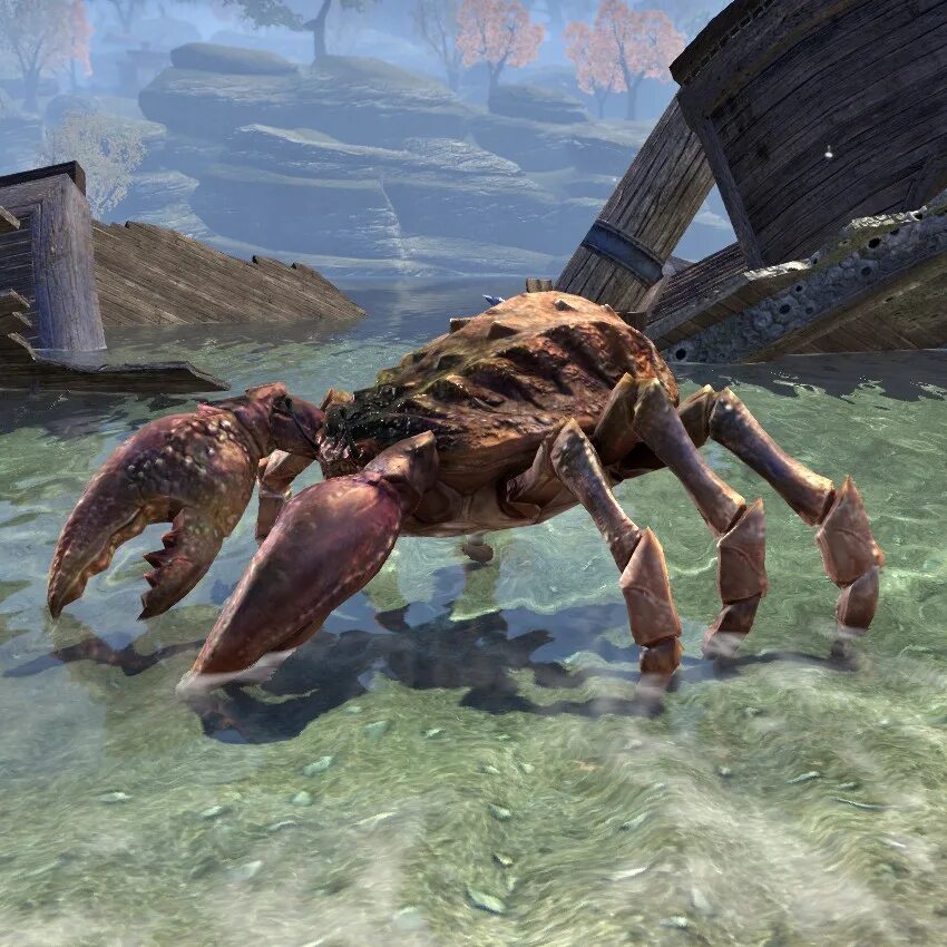 Скайрим крабы. Краб скайрим. Skyrim Mudcrab. Skyrim грязевой краб.