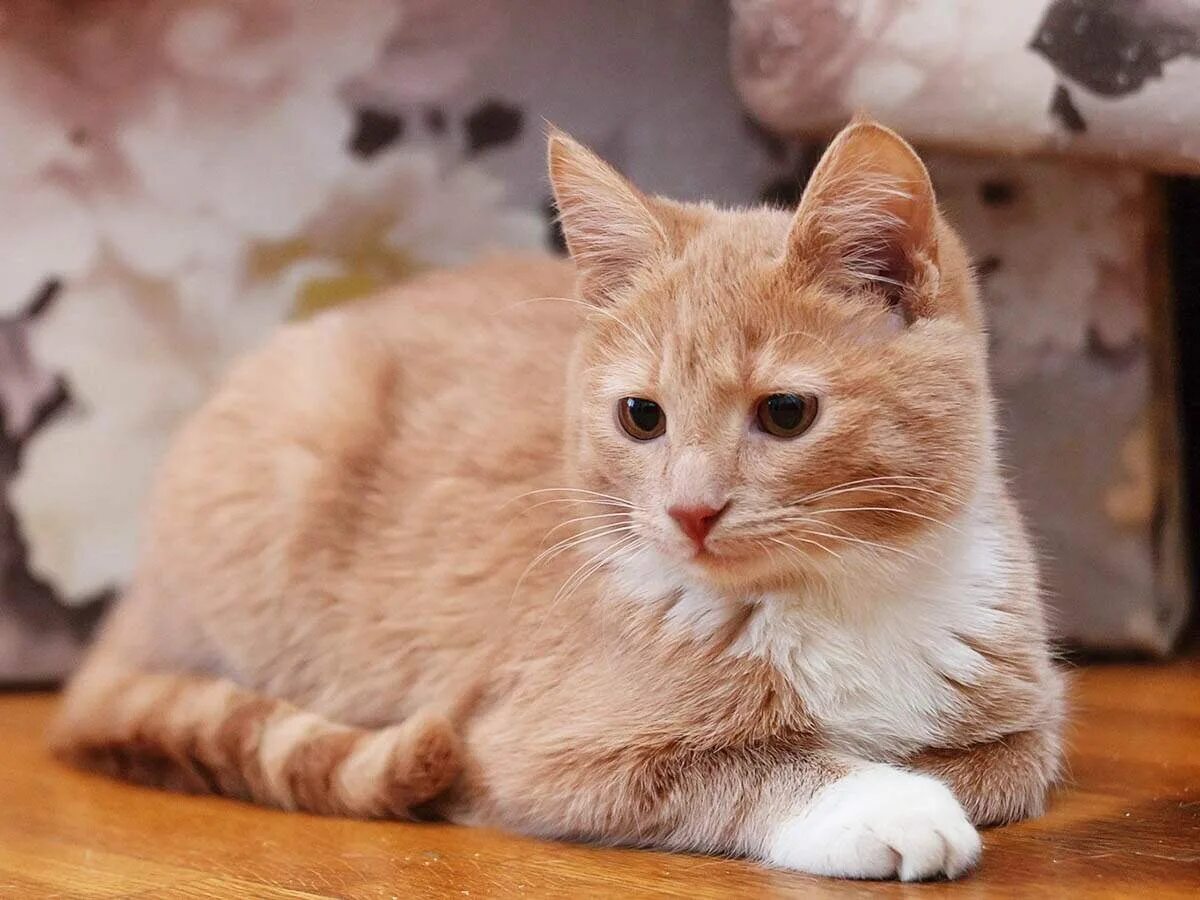 Сибирский гладкошерстный персиковый кот. Сибирский гладкошерстный рыжий кот. Кот сибирской породы персиковый. Британский Карташевский кот персиковый. Серо рыжий окрас кошки