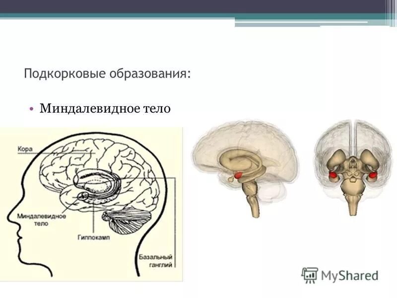 Строение подкорковых структур мозга. Строение и функции подкорковых структур головного мозга. Функции подкорковых отделов головного мозга.