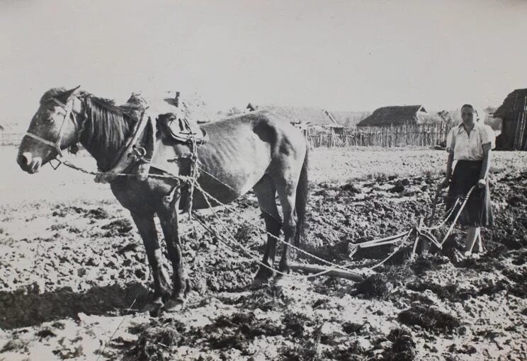 Лошадь в колхозе. Колхоз СССР лошадь. Лошади в деревне советские. Колхоз 1940.