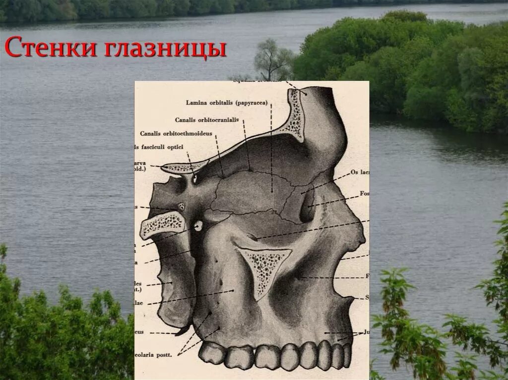 Края глазницы. Медиальная стенка глазницы. Внутренняя стенка глазницы. Нижняя стенка глазницы образована.