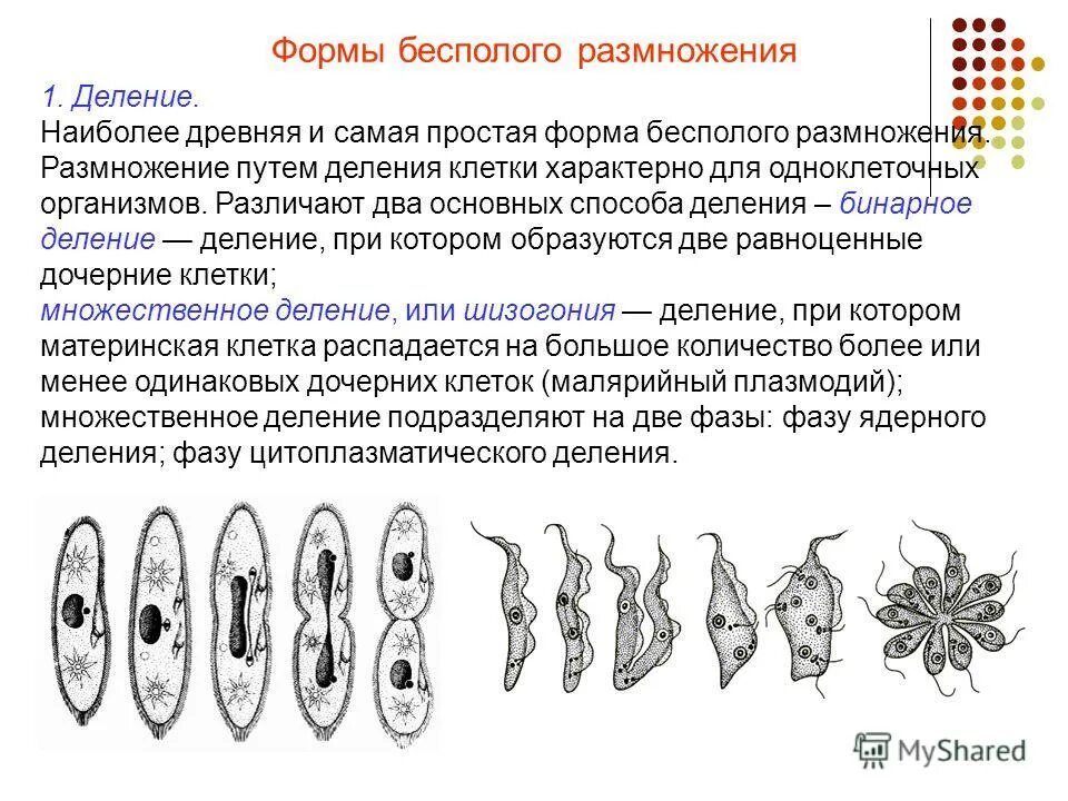 Бесполое размножение деление. Бесполое размножение деление клетки. Бинарное деление бесполое размножение. Размножение организмов и бесполого размножения деление. Размножение одноклеточных животных.