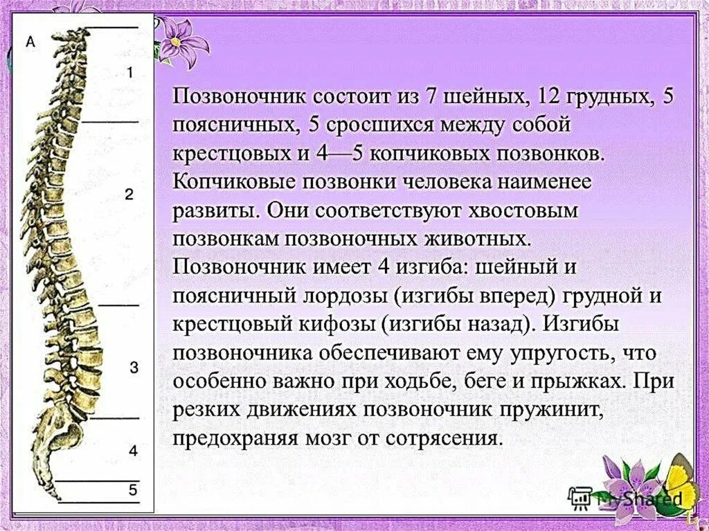 Отличие отделов позвоночника. Позвоночник. Отделы позвоночника человека. Позвоночник и его строение. Структура позвоночного столба человека.