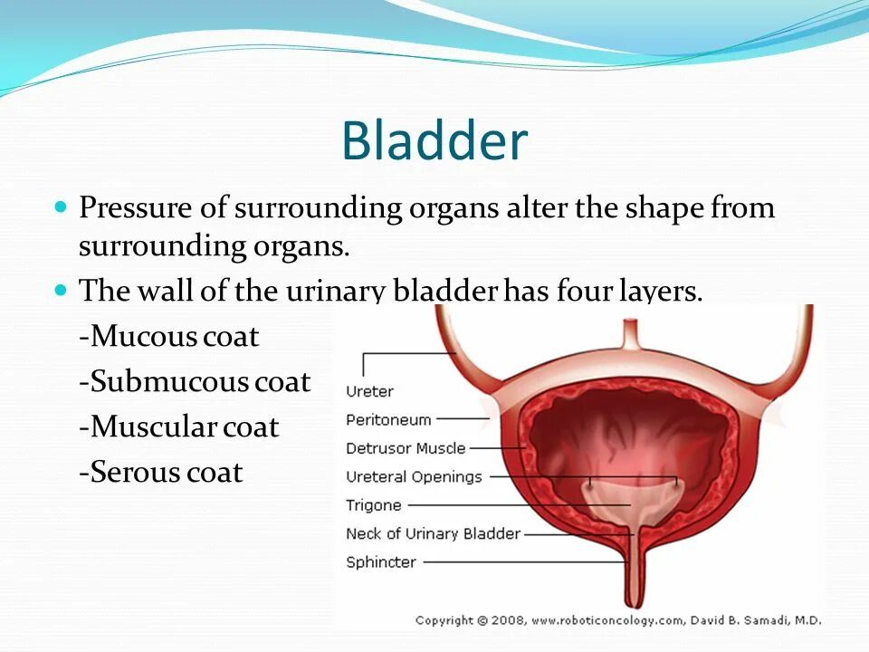 Urinary bladder. Мочевой пузырь на английском. Мочевой пузырь на латинском.