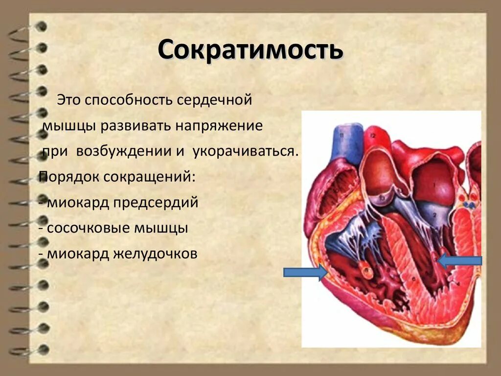 Соркатимость СЕРДЕЧНОЙМ мышцы. Сократимость миокарда. Функционирования сердечной мышцы. Снижением сократимости