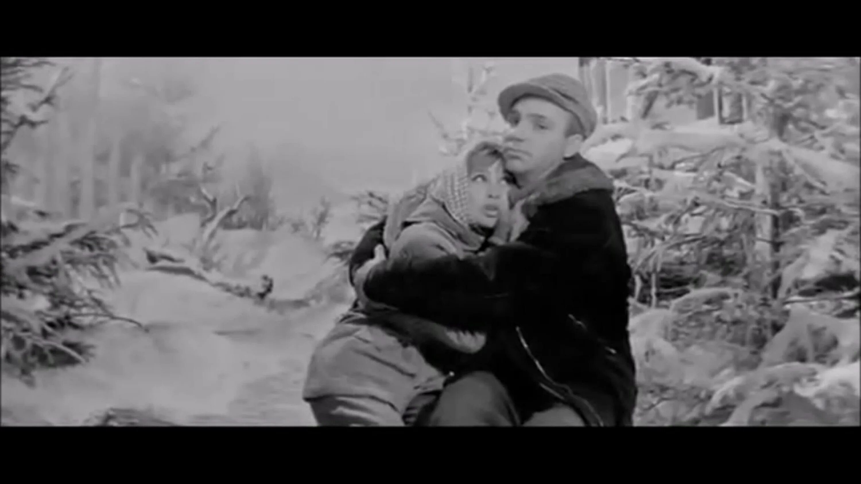Песня из кинофильма девчата старый. Старый клен девчата. старый клён из кф девчата. «старый клен». из кинофильма «девчата».