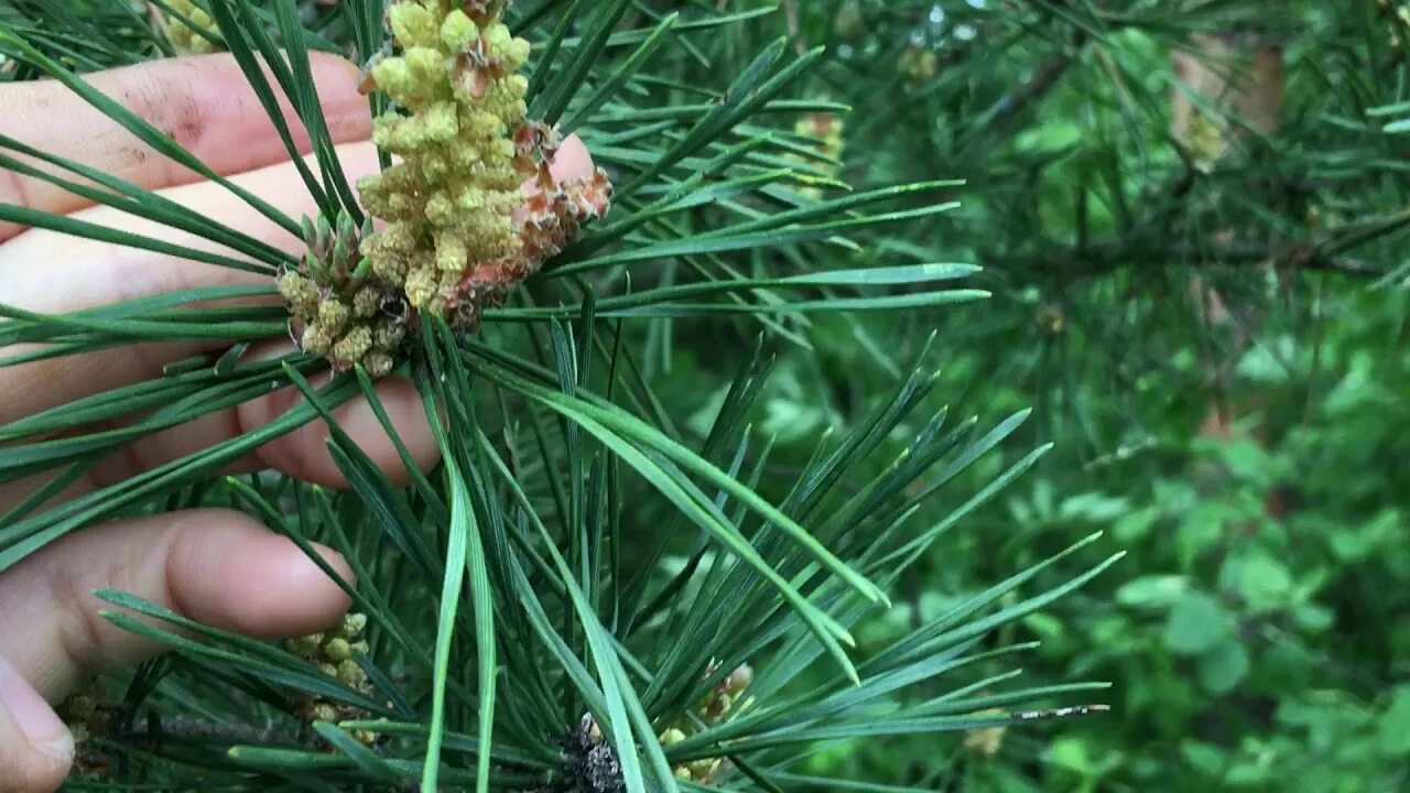 Хвойная видео. Сосновая пыльца. Сосновая пыльца сбор. Сбор пыльцы сосны. Сосна сбор.