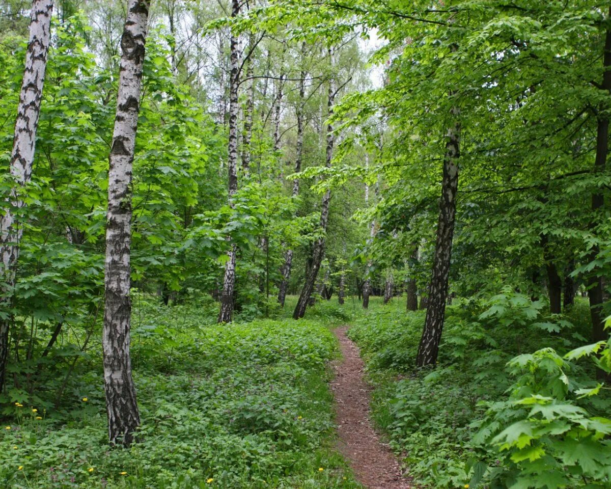 Лесная тропа Нижегородская область. Смешанный лес Лодейное поле. Тропинка в смешанном лесу. Тропинка среди берез.