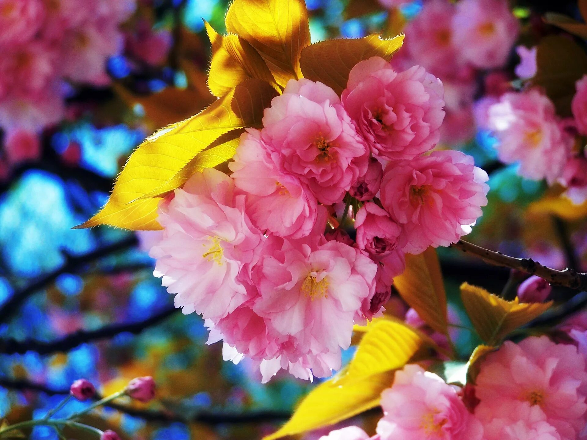 Весенние цветы. Красивые весенние цветы. Фото весны красивые на заставку телефона