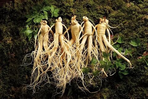 Корень жизни растение