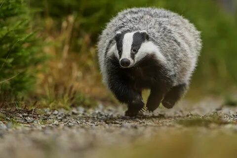 Badger