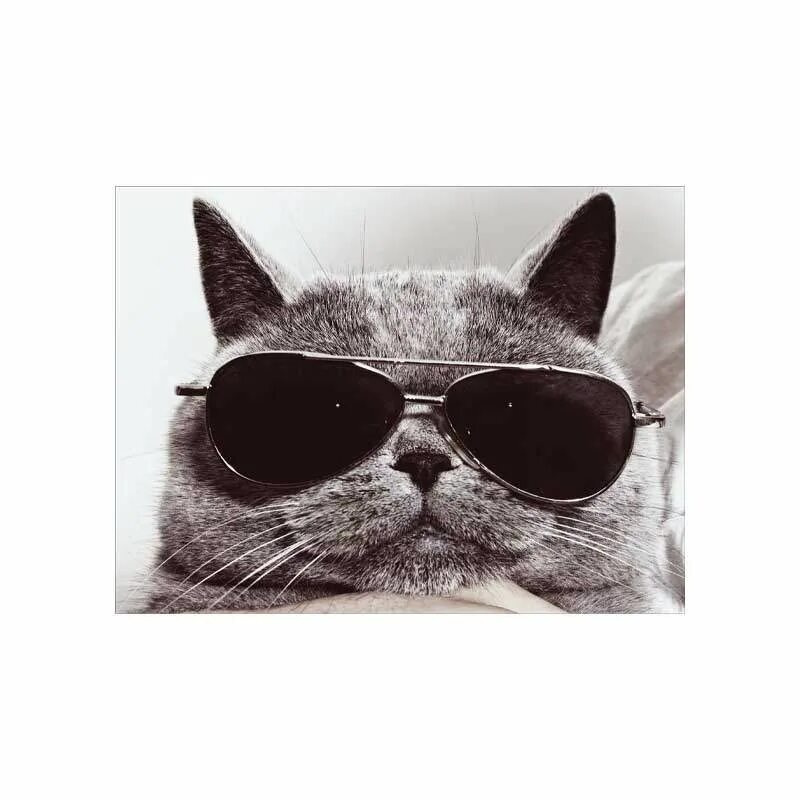 Кип кот. Кот. крутой кот. котик в очках. крутые коты в очках.