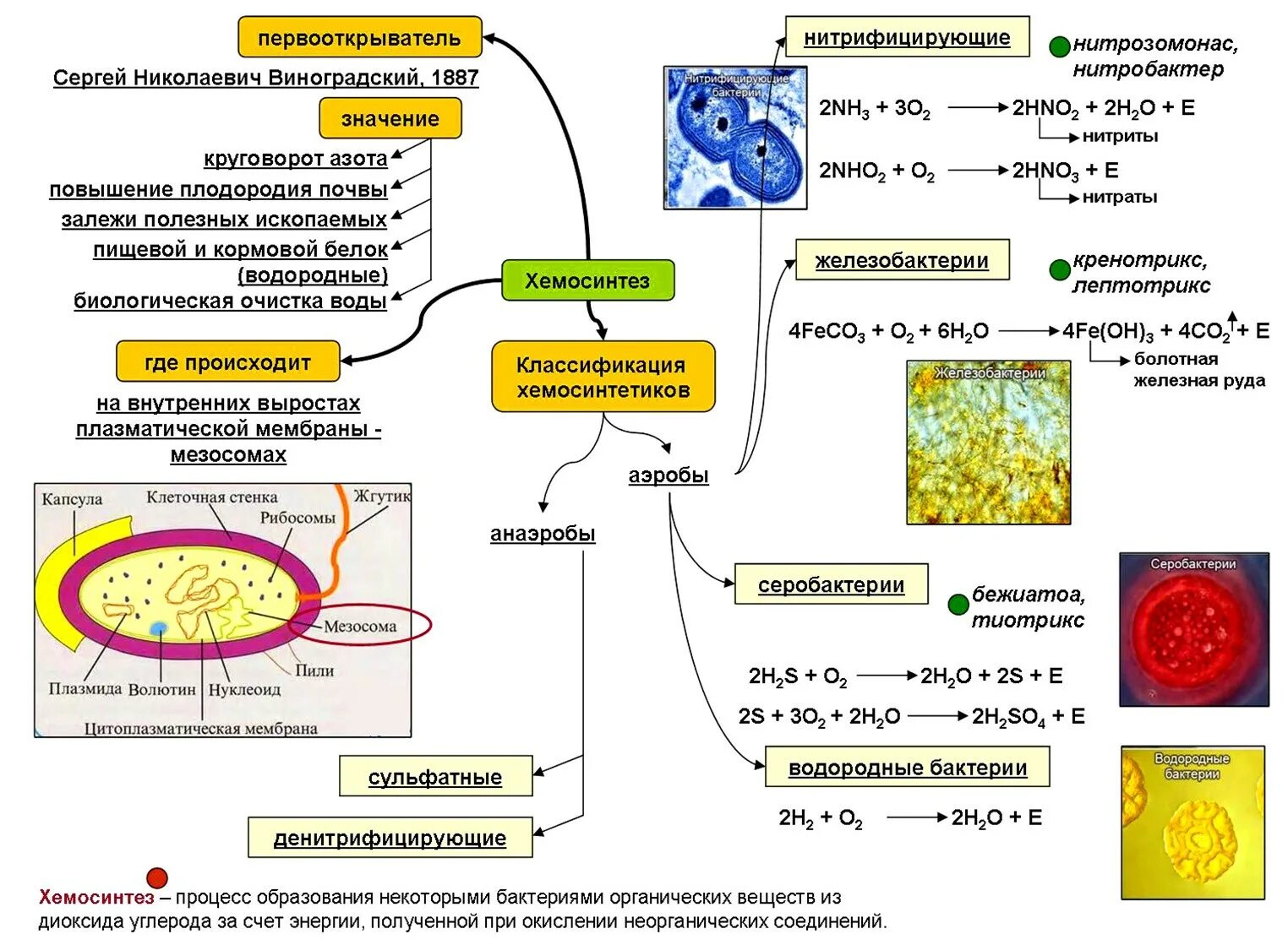 Хемосинтез схема процесса. Таблица про бактерии хемосинтез 10 класс. Типы питания организмов. Фотосинтез. Хемосинтез. Организмы осуществляющие процесс хемосинтеза.
