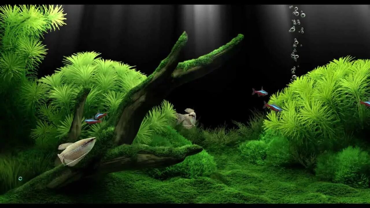 Живые фотообои. Живой ставить. Живой аквариум на рабочий стол. Дельфины в море. Dream aquarium игра.