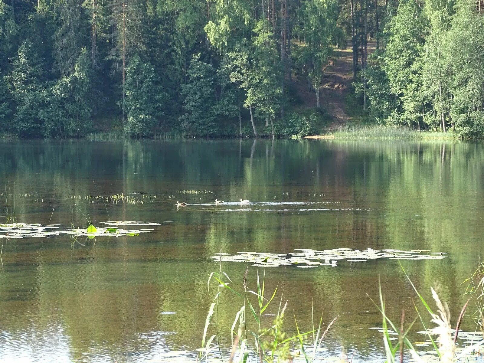 Озера под лугой. Озеро Омчино в Луге. Оз Омчино Лужский район. Jvxbyjозеро Лужский район. Лужский район: озеро Омчино, озеро Толони Луга.