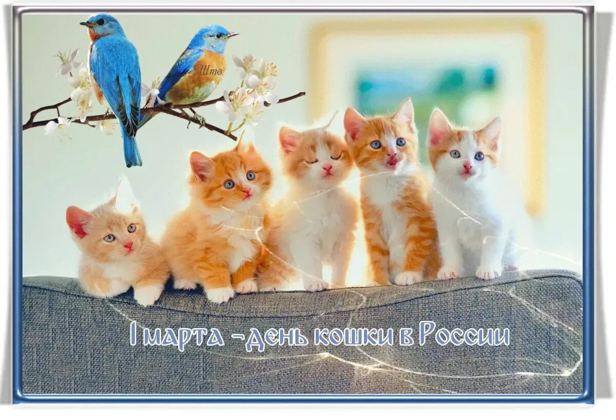 День кошек февраль. Международный день кошек. С днём кошек картинки. Всемирный день кошек открытки. День кошек 8 августа.