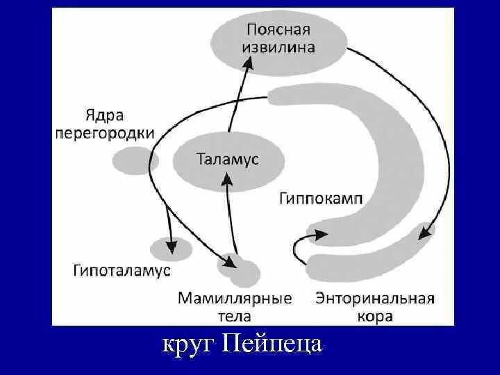Круги лимбической системы. Лимбическая система. Большой и малый круг лимбической системы. Круг пейпеца лимбическая система мозга. Малый круг наута.