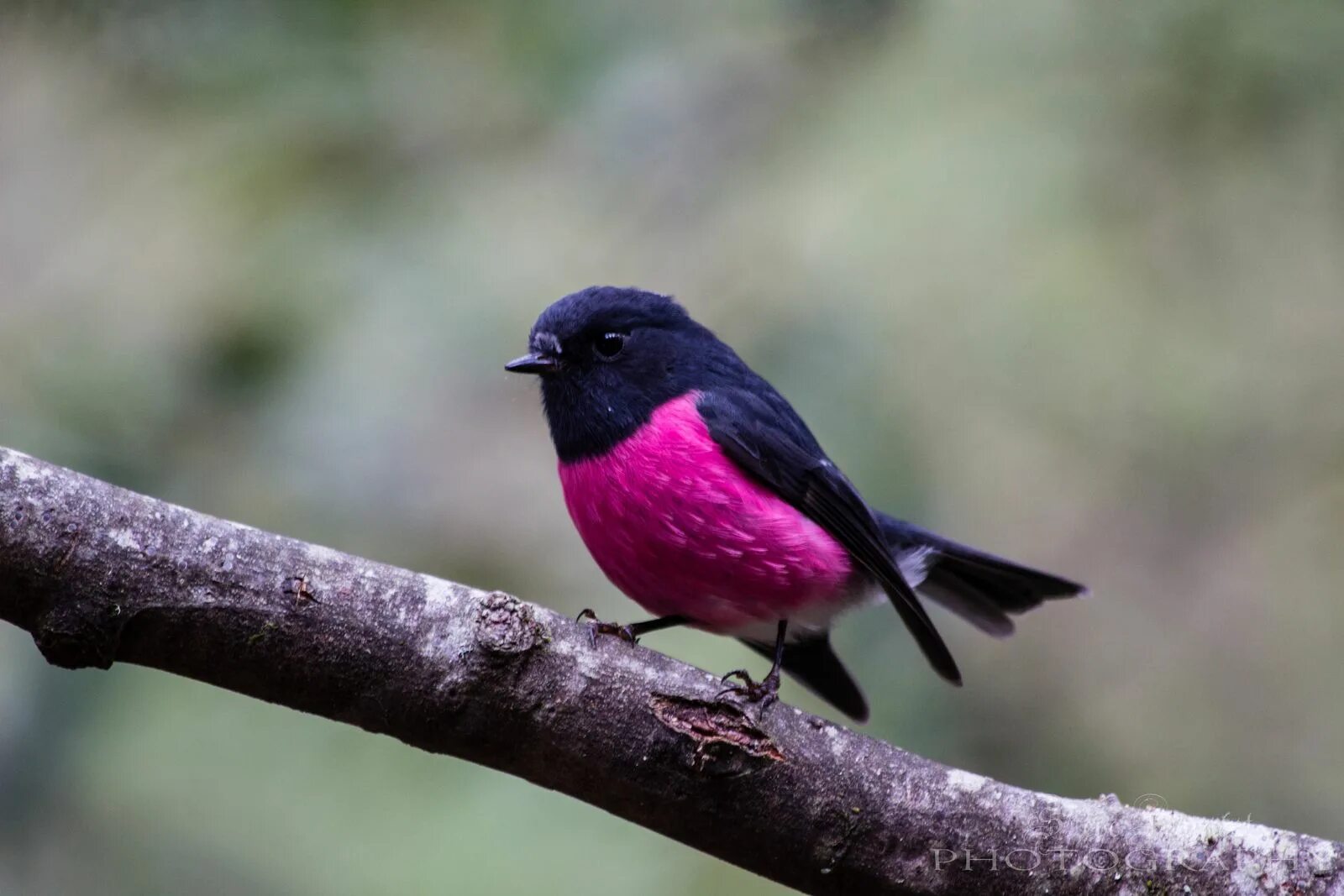 Малиновогрудая петроика. Малиновогрудая петроика / Pink Robin (Petroica rodinogaster). Розовый Робин. Краснолобая петроика.