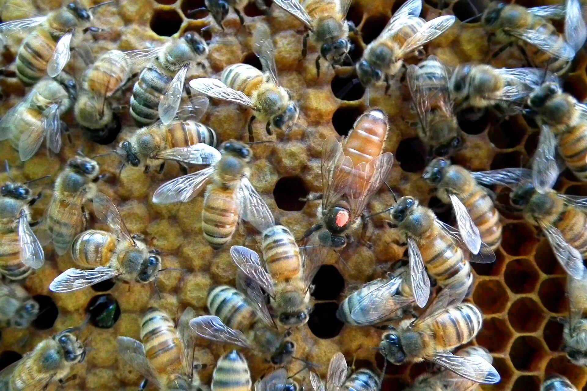Покажи видео пчел. Медоносная пчела улей. Королева медоносных пчел. Улик пчелиный. Матка пчелы.