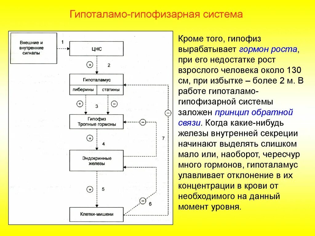 Принцип обратной связи гормонов гипофиза. Регуляция функций гипоталамо-гипофизарной системы. Структура гипоталамо-гипофизарной системы. Гипоталамо гипофизарный контроль схема. Схема строения гипоталамо гипофизарной системы.