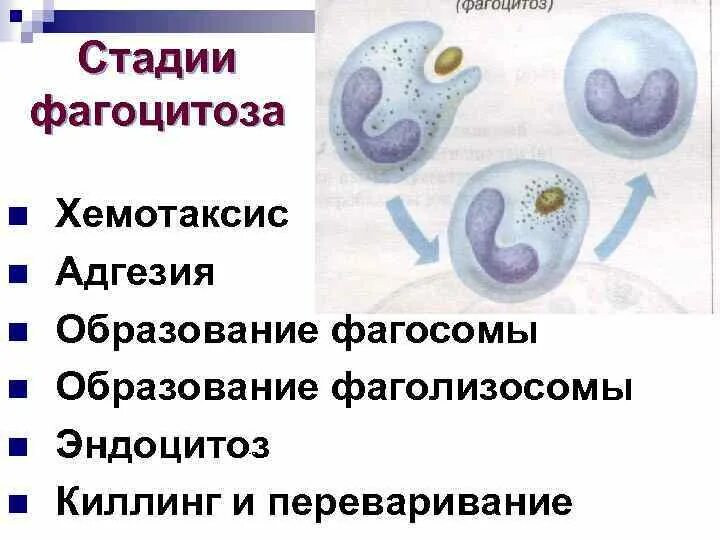 Схема этапов хемотаксиса и фагоцитоза. Фагоцитоз иммунология. Фазы фагоцитоза схема. Стадии фагоцитоза микробиология таблица. Фаголизосома