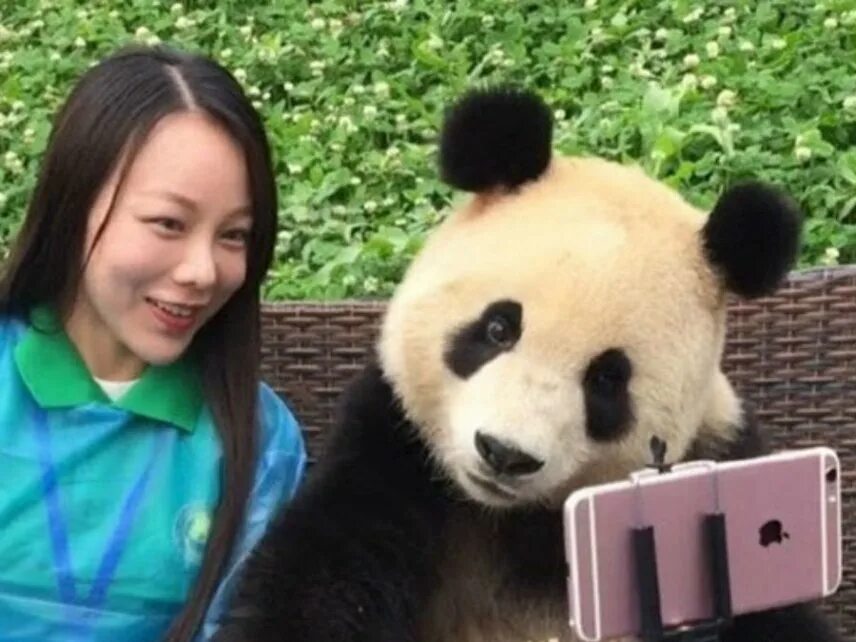Включи новую панду. Селфи панды. Панда вместе с туристами. Китаец селфи. Ребенок человека похожий на панду.