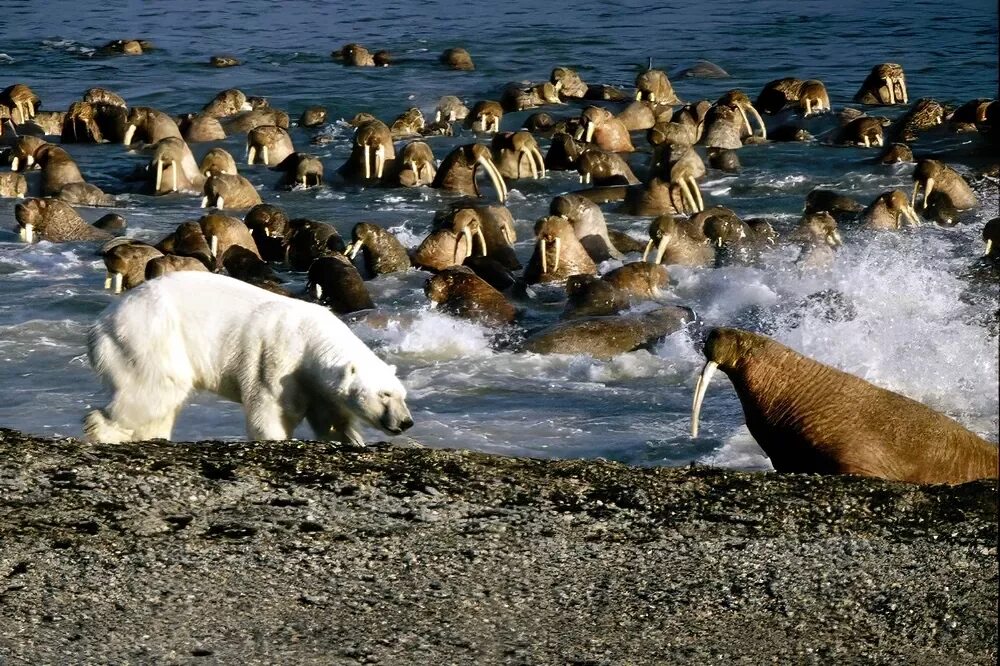 Лежбище моржей на острове Врангеля. Чукотка остров Врангеля. Остров Врангеля в Чукотском море. Заповедник остров Врангеля моржи.