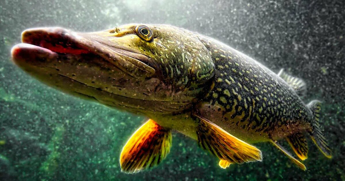 акула барракуда. хищная рыба 5. барракуда (сфирена). барракуда морская рыба. хищная рыба 5.