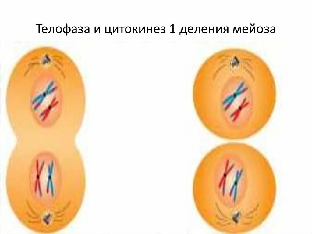 Телофаза мейоза 2. Телофаза 1 деления мейоза. Телофаза и цитокинез. Мейоз телофаза 1 мейоза.