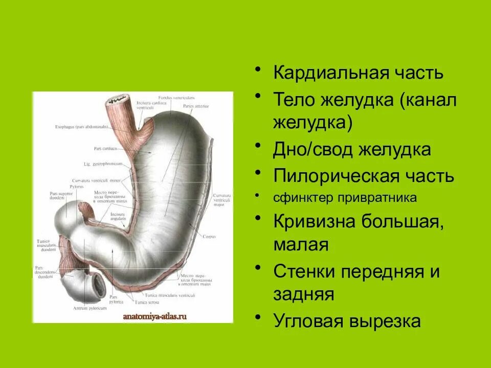Какие отделы имеет желудок. Пилорическая часть желудка и малая кривизна. Кардиальной части желудка. Кардинальная часть желудка.
