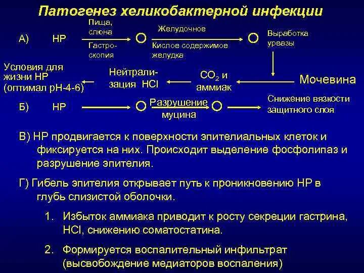 Патогенез язвенной болезни схема. Helicobacter pylori патогенез. Патогенез гастрита хеликобактер. Хеликобактерная инфекция патогенез. Признаки патогенеза