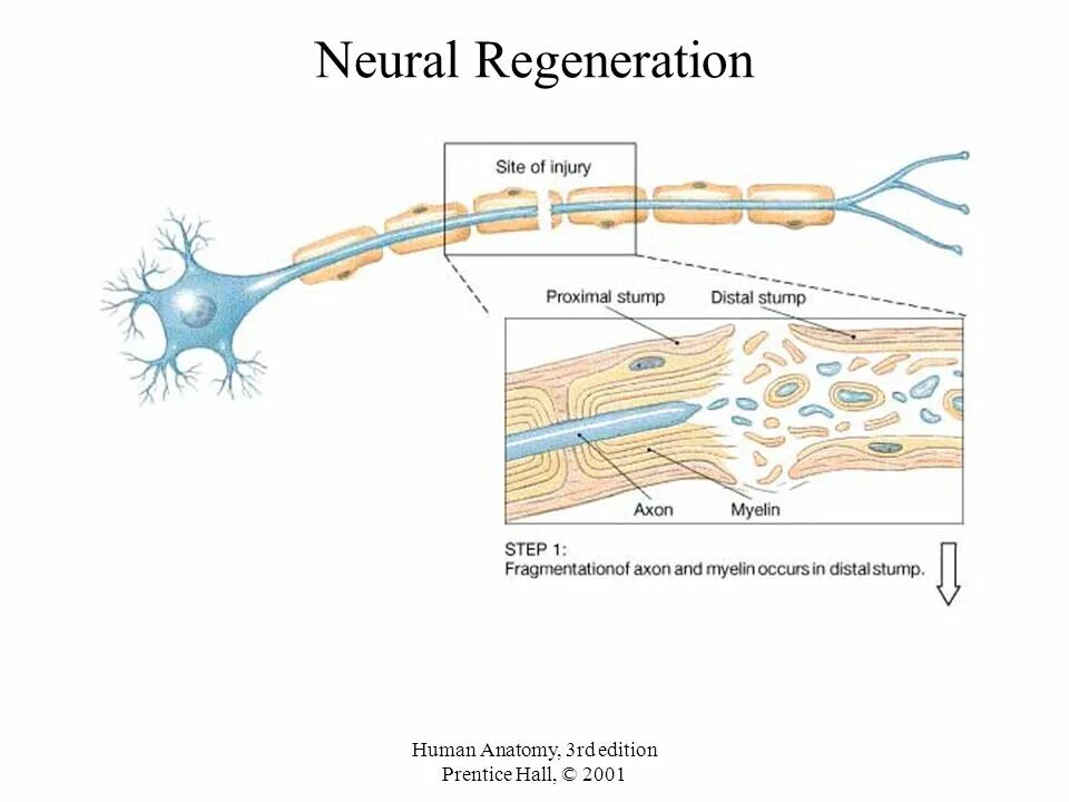 Neural write. Neural tissue. регенерейшн. regeneration of neural tissue. сумка regeneration.
