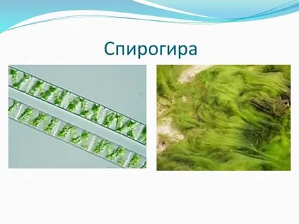 Спирогира водоросль