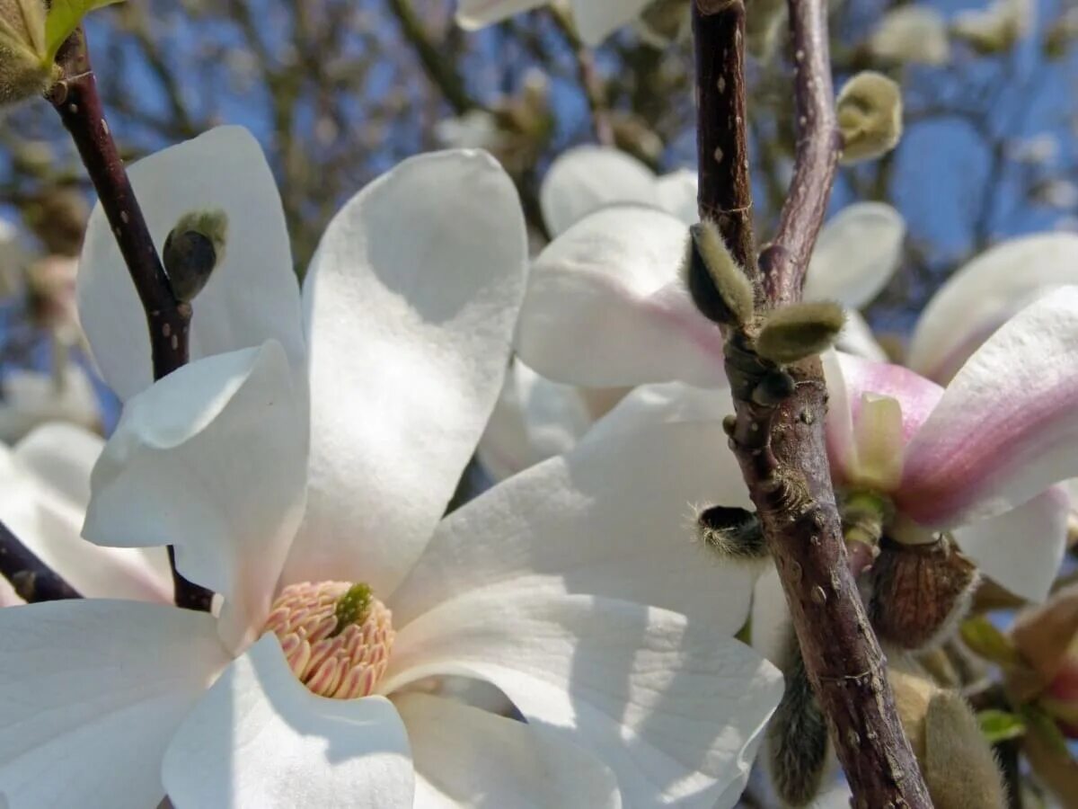Магнолия кобус. Магнолия кобус дерево. Магнолия кобус (magnolia kobus). Магнолия кобус (magnolia kobus). Магнолия кобус листья.