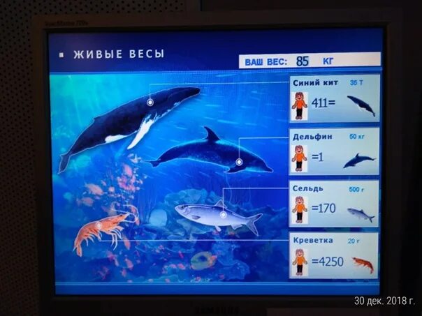 Дельфин и сельдь. Креветки дельфины и киты. майнкрафт дельфины и киты. утюги &quot;кит&quot;&quot;дельфин&quot;.