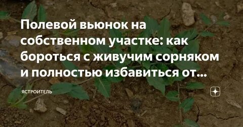Борьба с вьюнком