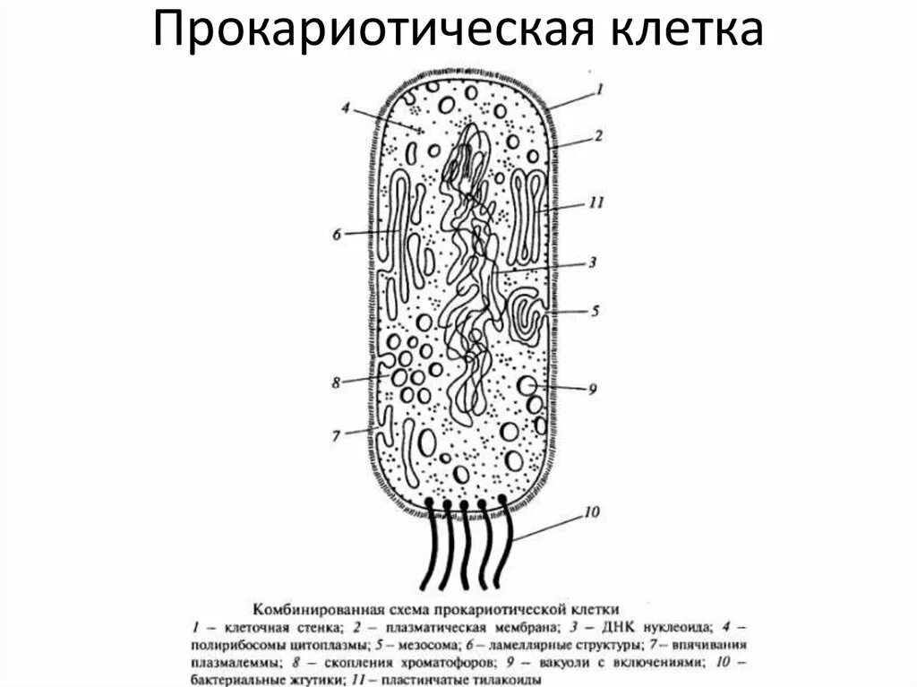 Прокариоты рисунок