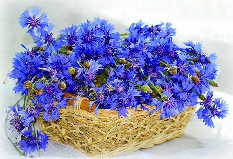 Ой васильки васильки сколько слушать