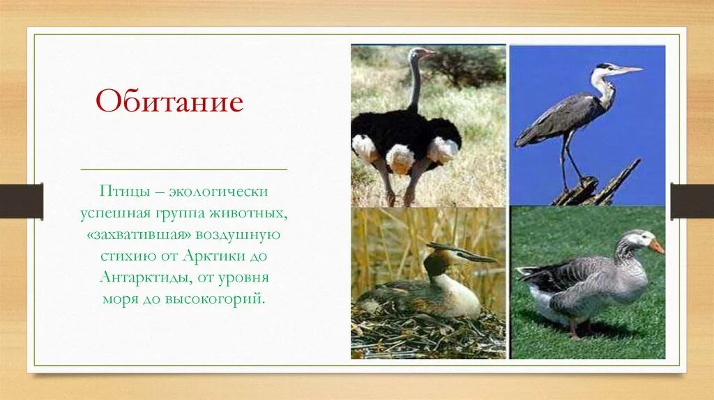 Образ жизни птиц открытых пространств. Обитание птиц. Птицы открытых пространств. Птицы открытых местообитаний. Презентация на тему птицы открытых пространств.