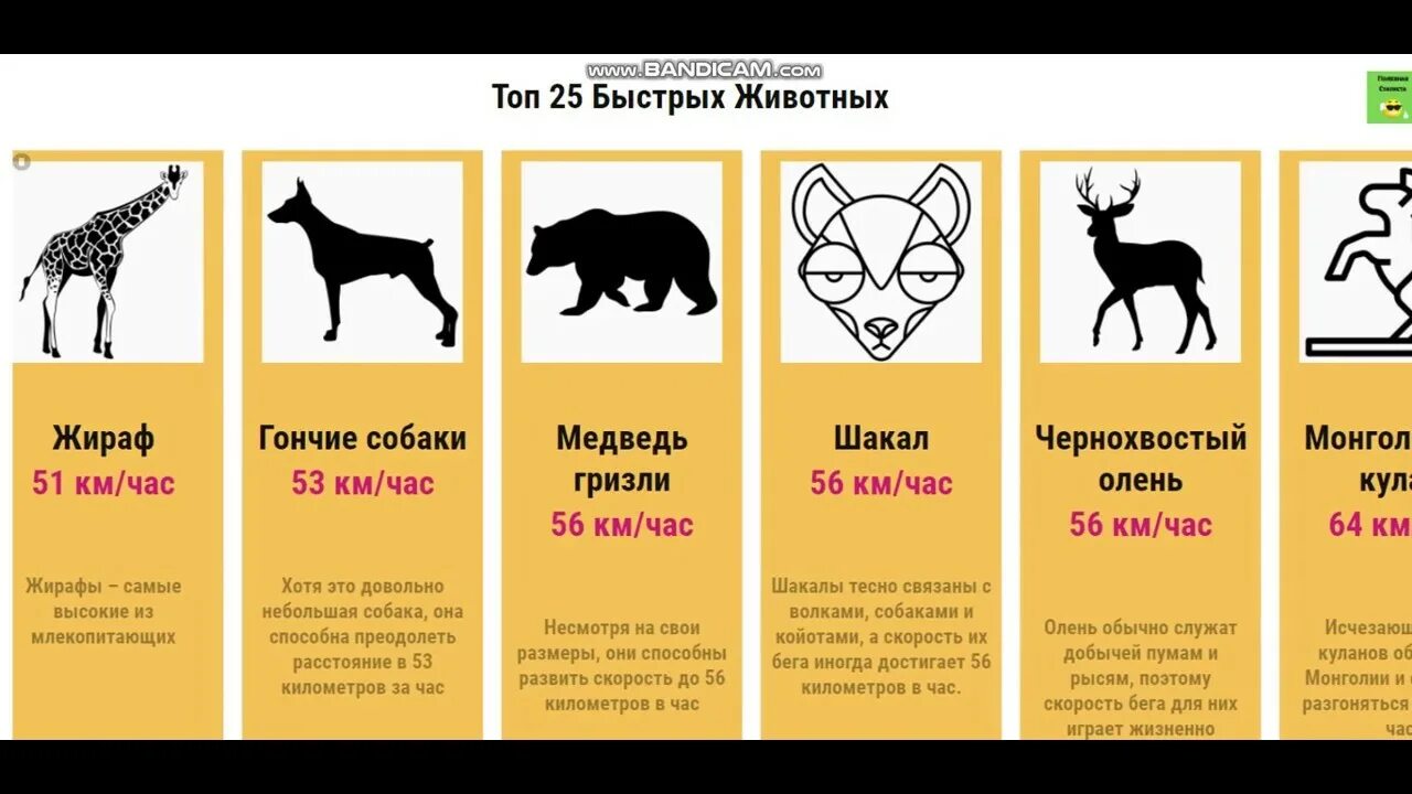 Максимальная скорость медведя при беге км ч. Скорость бега животных. Средняя скорость бега животных. Скорости животных таблица. Самые быстрые животные таблица.