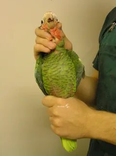 Груша попугаю