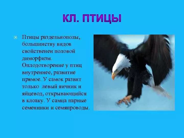 Птицы тип оплодотворения. Оплодотворение у птиц. Внутреннее оплодотворение у птиц. Наружное оплодотворение у птиц. Тип оплодотворения у птиц.